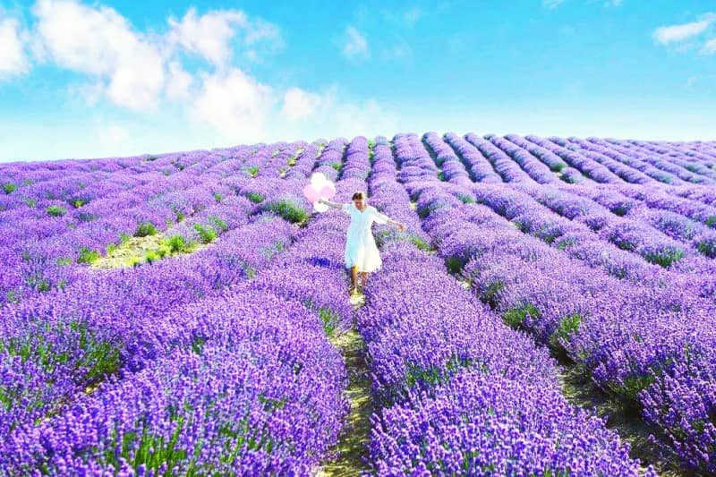 Lavender Base