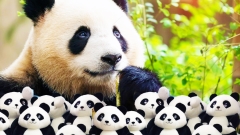 2-Day Chengdu Panda & Food Tour: Panda Base, Jinsha Museum & More
