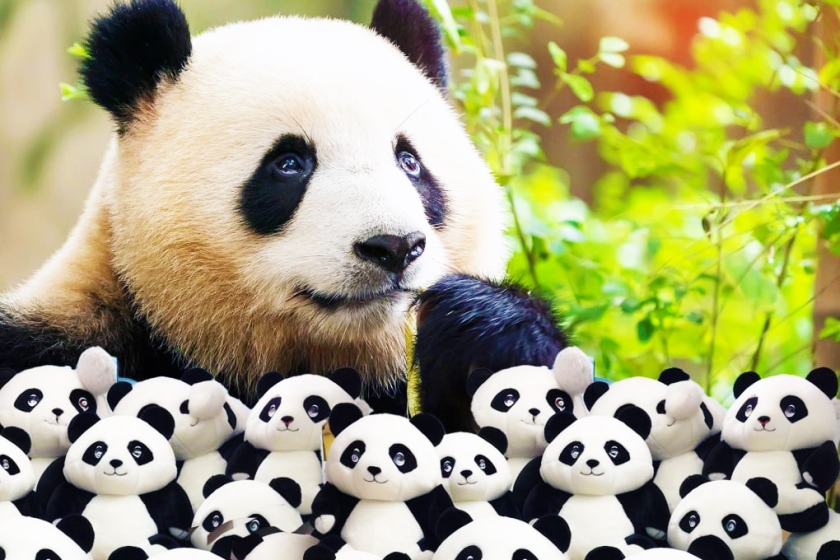 2-Day Chengdu Panda & Food Tour: Panda Base, Jinsha Museum & More
