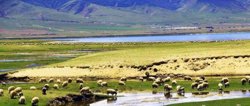 PIC49 Nagqu Grassland