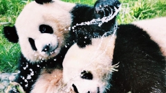 6-Day Western Sichuan Tour: Chengdu, Jiuzhaigou, Dujiangyan, Mount Siguniang, Huanglong