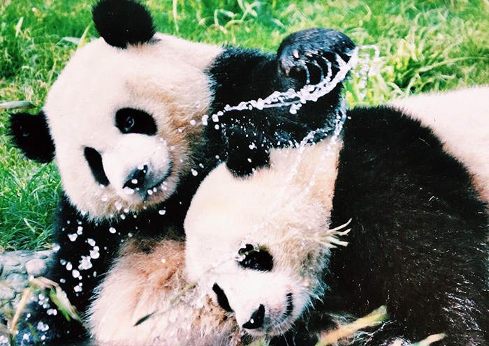6-Day Western Sichuan Tour: Chengdu, Jiuzhaigou, Dujiangyan, Mount Siguniang, Huanglong