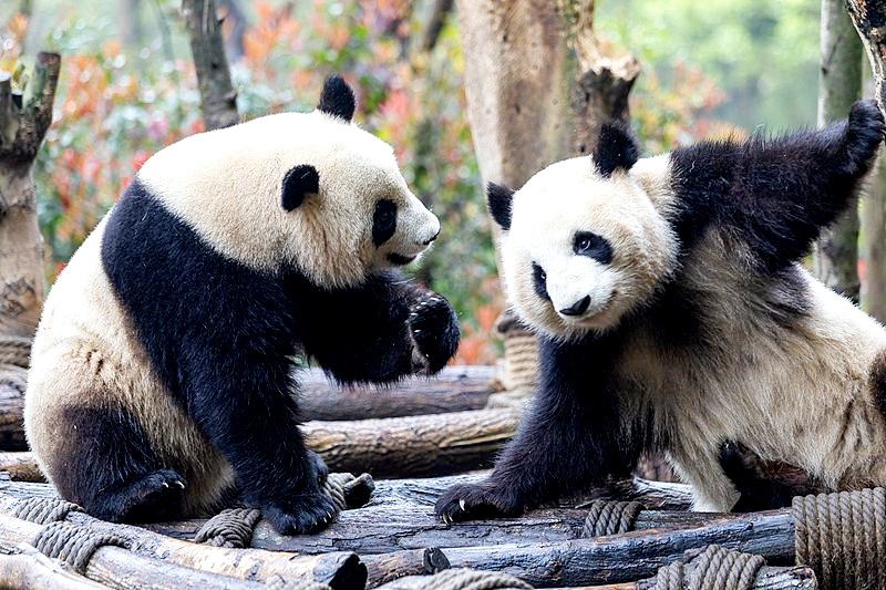 9-Day Sichuan Spring Tour with Flowers Appreciation