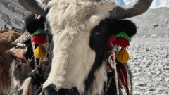 Tibet Weather in July: Your Ultimate Summer Travel Guide