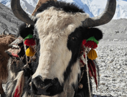 Tibet Weather in July: Your Ultimate Summer Travel Guide