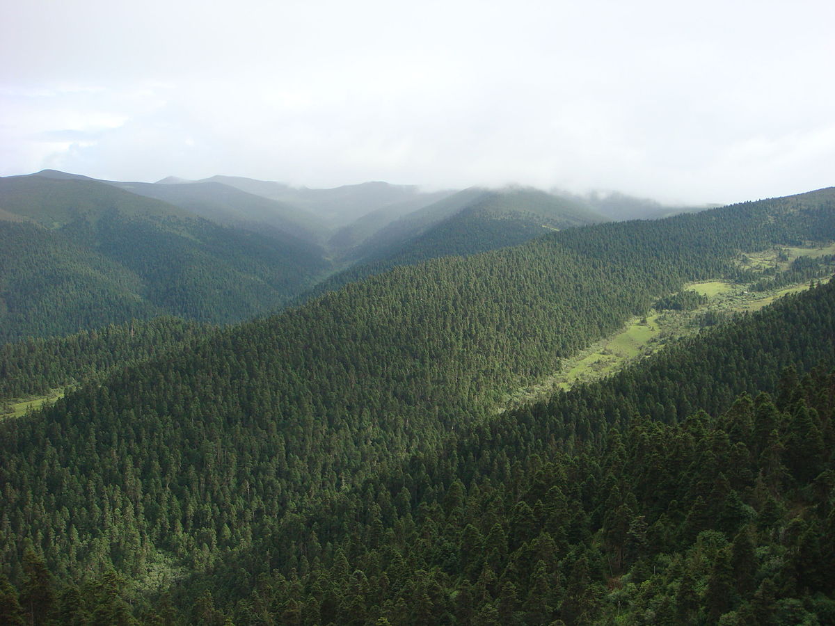 2011_Forest_in_Nyingchi