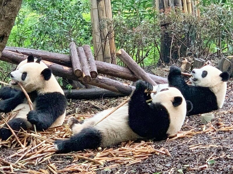 1 Day Panda Volunteer Tour in Dujiangyan Panda Base