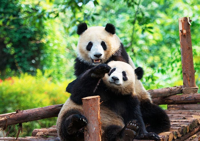Sichuan Travel Guides