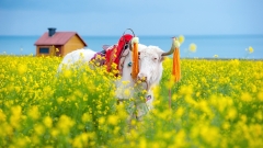 9-Day Sichuan Spring Tour with Flowers Appreciation