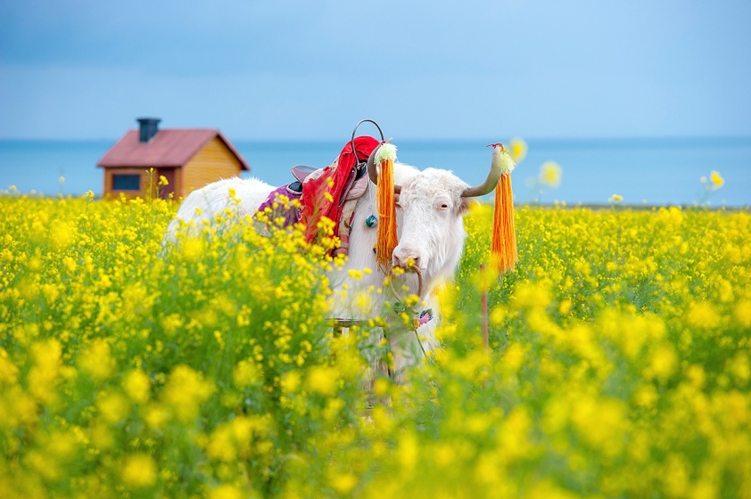 9-Day Sichuan Spring Tour with Flowers Appreciation