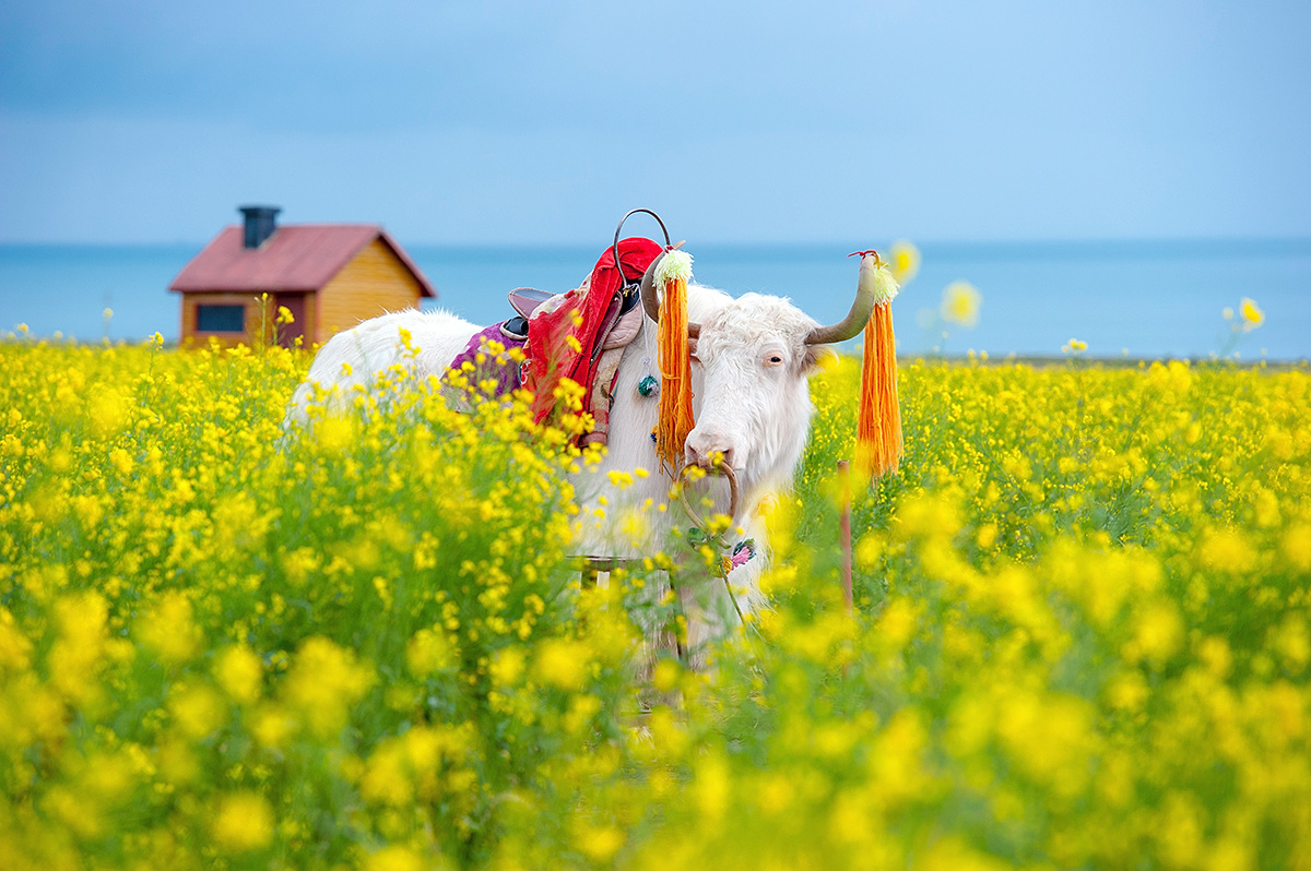 9-Day Sichuan Spring Tour with Flowers Appreciation