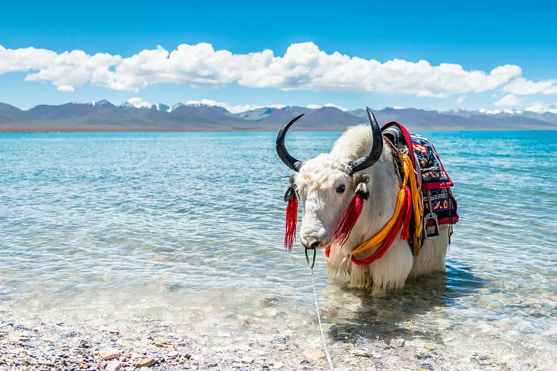 Tibet’s Top 10 Must-Visit Cities: A Journey Through Culture, Altitude & Adventure