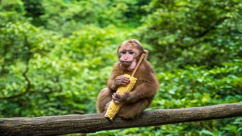 Wildlife Encounters in Mount Emei