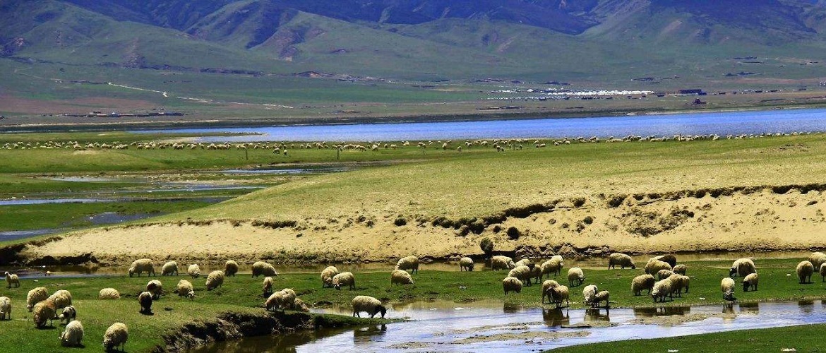 northern tibetan grassland