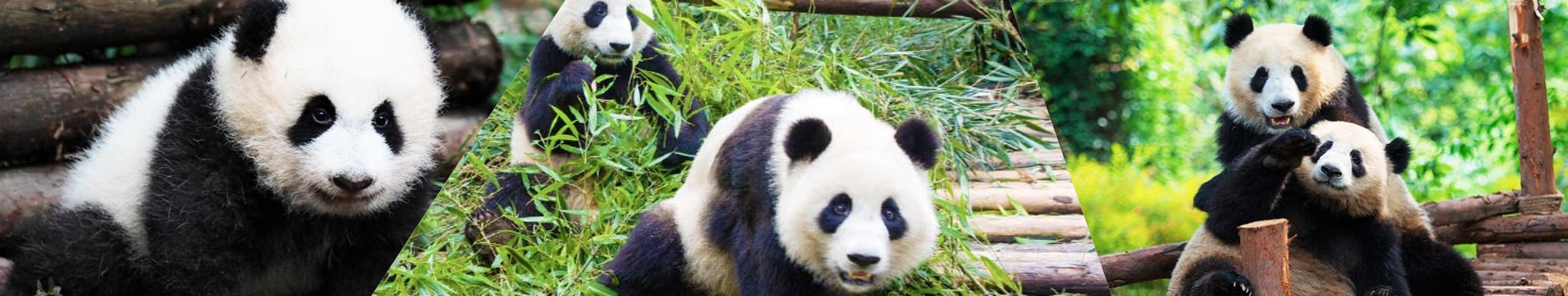 Chengdu Panda Tours