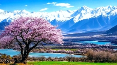 11-Day Tibet Peach Blossom Tour: Nyingchi, Lhasa, Yamdrok Lake & Shigatse