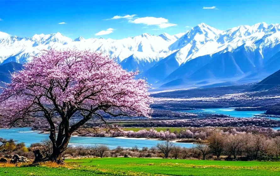 Nyingchi Peach Blossom