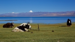 Top Things to Do at Mount Kailash and Lake Manasarovar