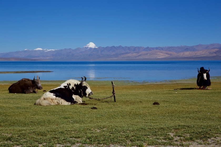 11-Day Ngari Discovery Tibet Tour: Kailash, Lake Manasarovar, Lhasa, Everest, Yamdrok Lake & More