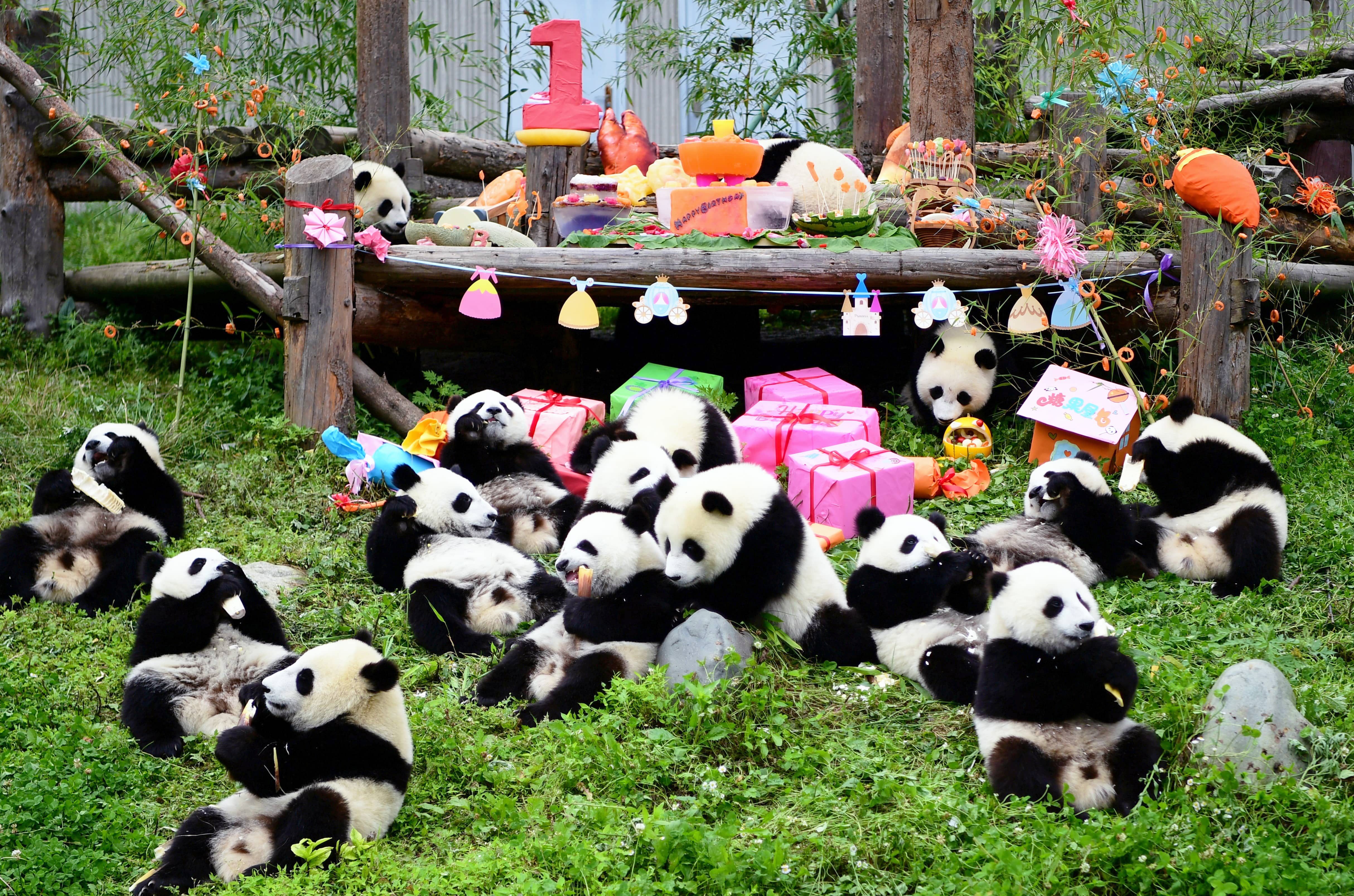 2-Day Chengdu Panda & Food Tour: Panda Base, Jinsha Museum & More