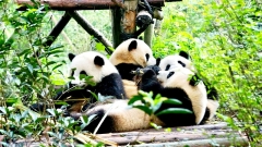 1 Day Panda Volunteer Tour in Dujiangyan Panda Base