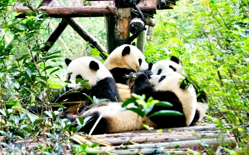 The Story of the Giant Panda: From Endangered to Protected Symbol