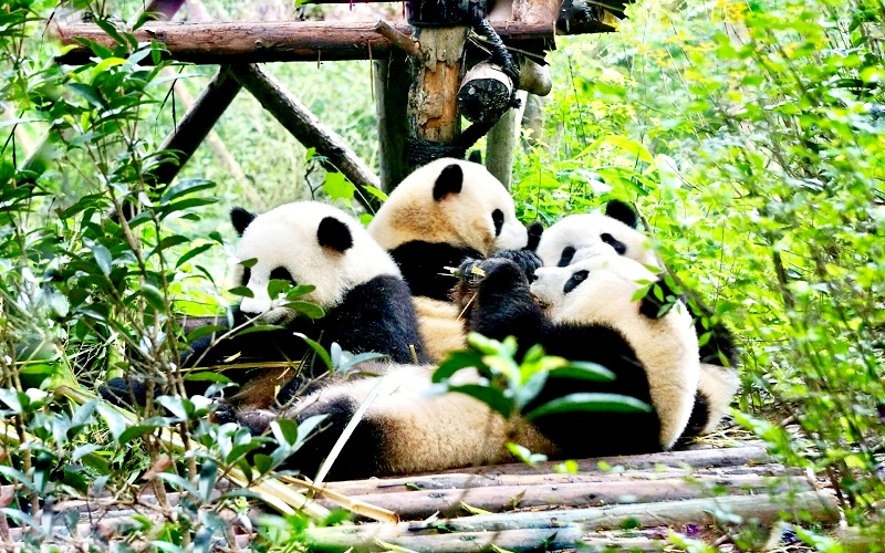 1 Day Panda Volunteer Tour in Dujiangyan Panda Base