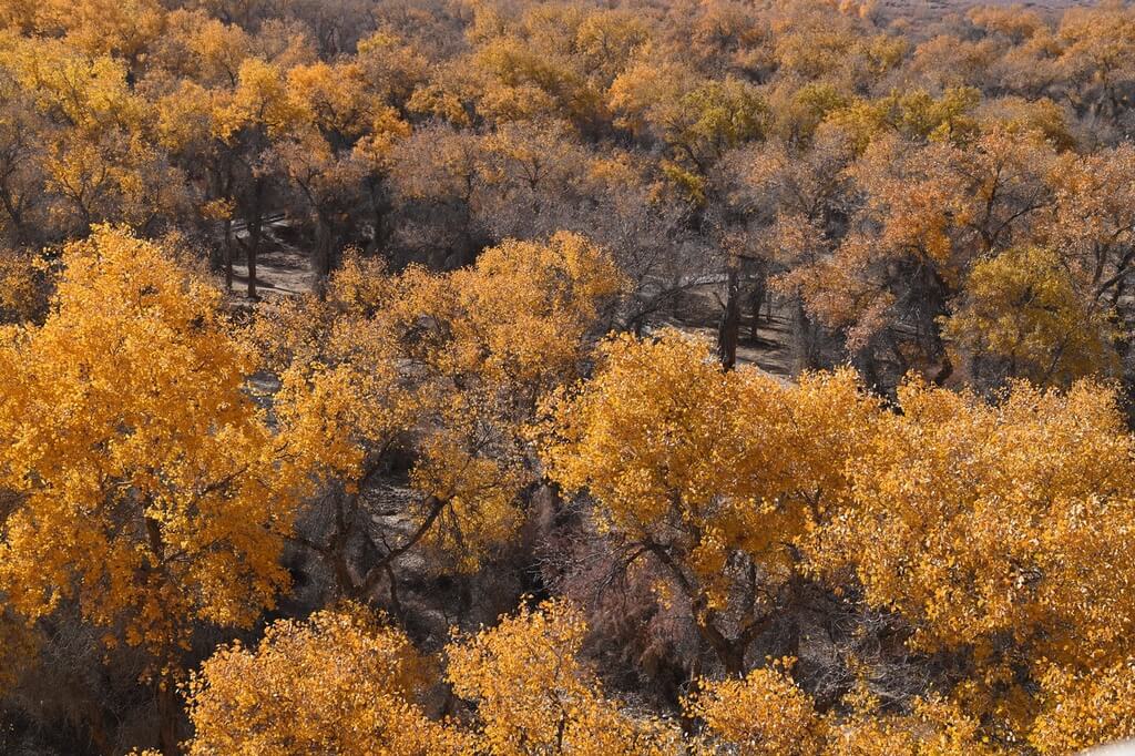 Populus euphratica forest(1)