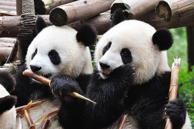 1 Day Panda Volunteer Tour in Dujiangyan Panda Base