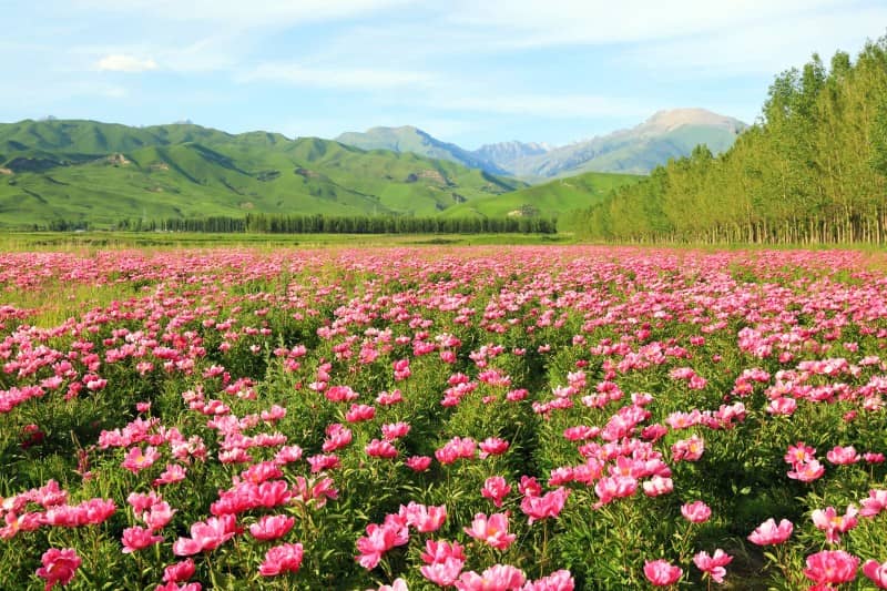 13-Day Northern Xinjiang Panorama Tour: Urumqi, Urho, Kanas, Tekes, Sailimu Lake & More