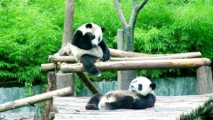 Chengdu Panda Tour FAQs: Top Tips for Your Giant Panda Adventure