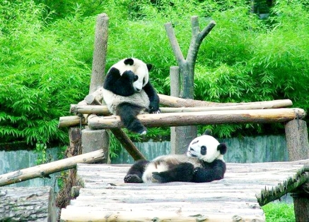 Chengdu Panda Tour FAQs: Top Tips for Your Giant Panda Adventure