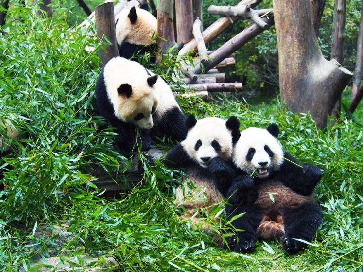 Chengdu Panda Tours