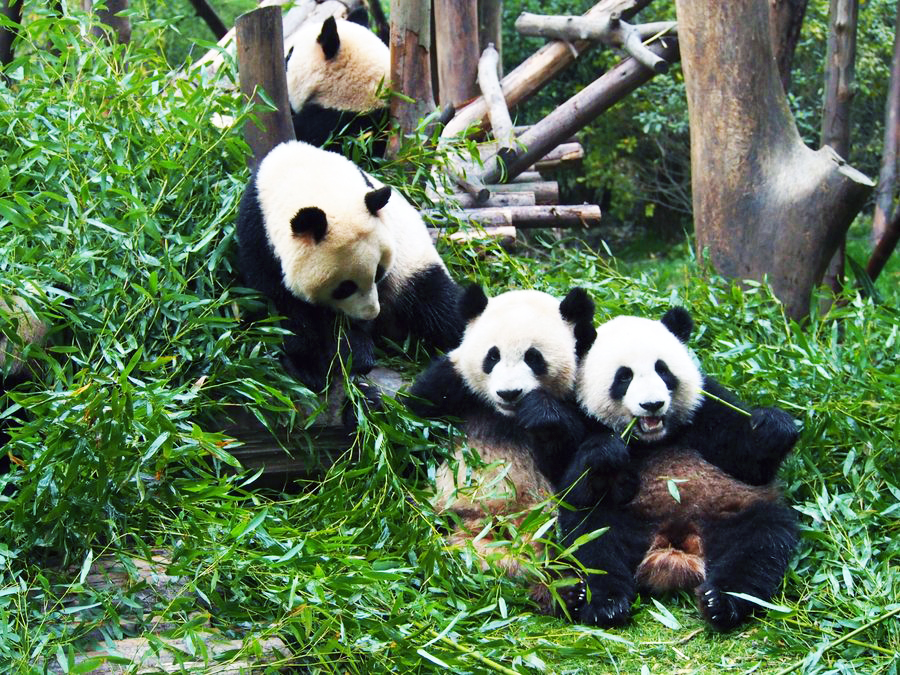 1 Day Panda Volunteer Tour in Dujiangyan Panda Base
