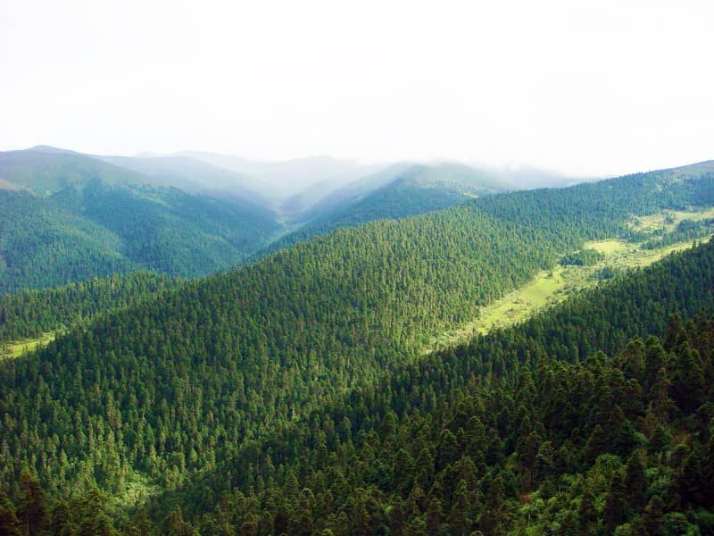 PIC46 Lulang Forest Sea