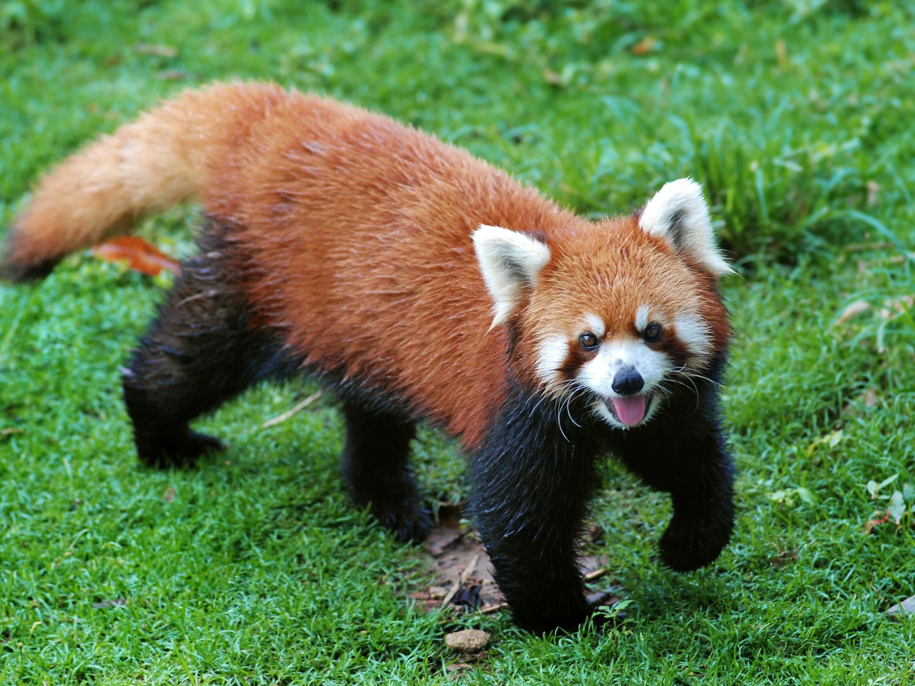 2-Day Chengdu Panda & Food Tour: Panda Base, Jinsha Museum & More