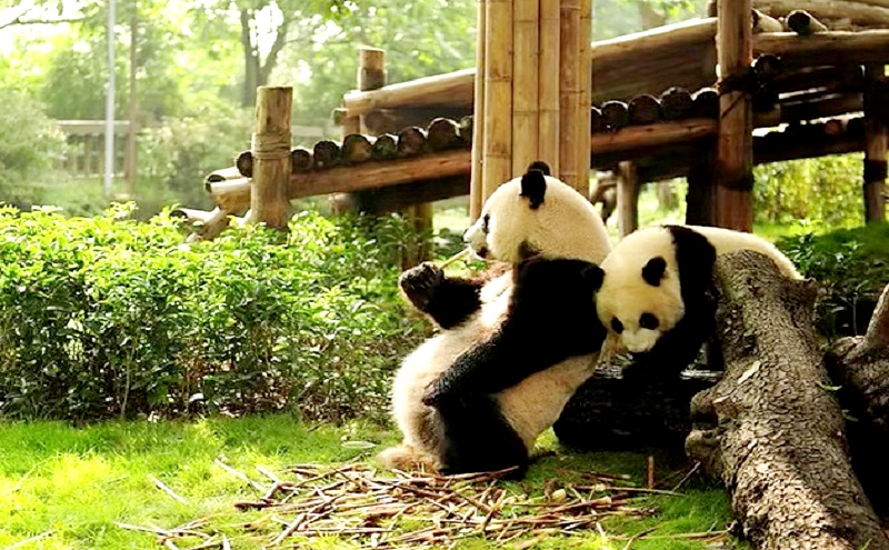 Panda