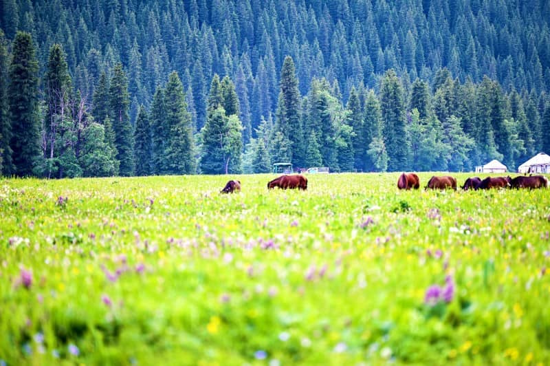 Tangbula Grasslands