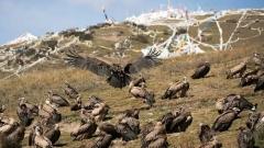 Tibetan Sky Funeral: The Celestial Funeral of the Himalayas