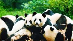 Sichuan Family Travel Guide: Panda Base& Happy Valley