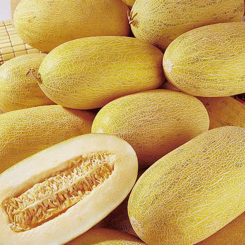Kashgar Melon