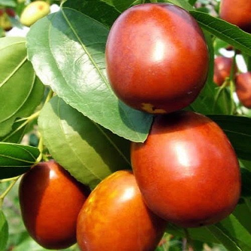 Hotan Jujube
