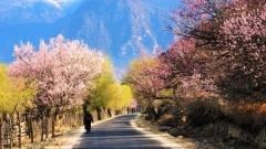 Peach Blossom Viewing & Epic 10-Day Tibet Tour: Lhasa, Nyingchi, Majestic Mount Everest & Scenic Ngari Railway Ride