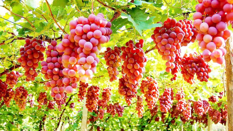 Thousand-Mile Grape Corridor