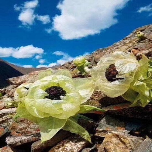 Tianshan Snow Lotus