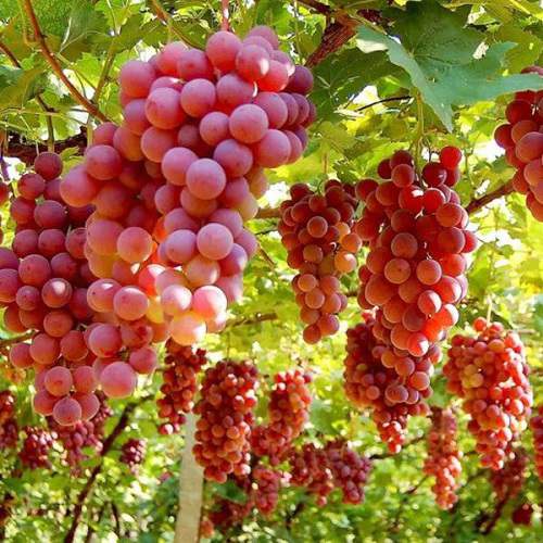 Turpan Grapes