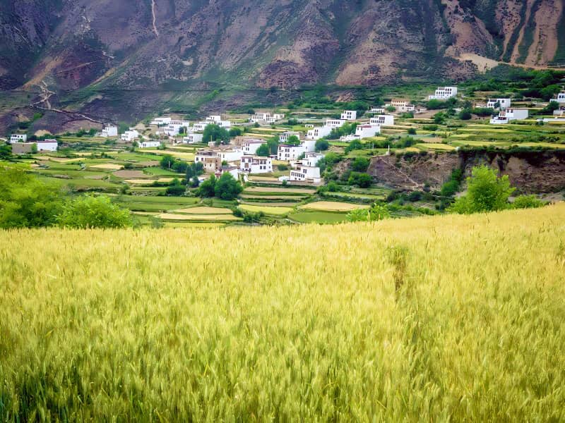 Tibetan Barley