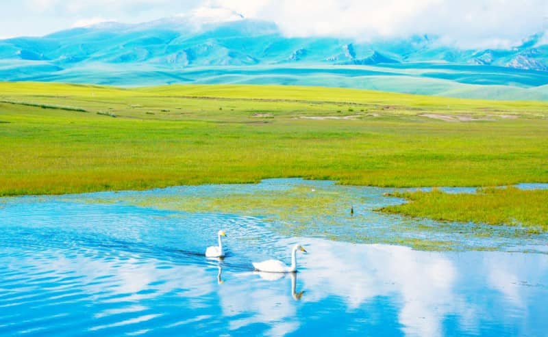Bayanbulak Grassland and Swan Lake