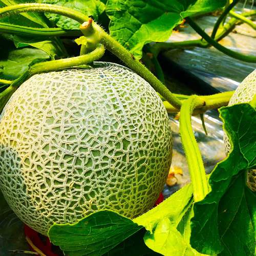 Hami Melons