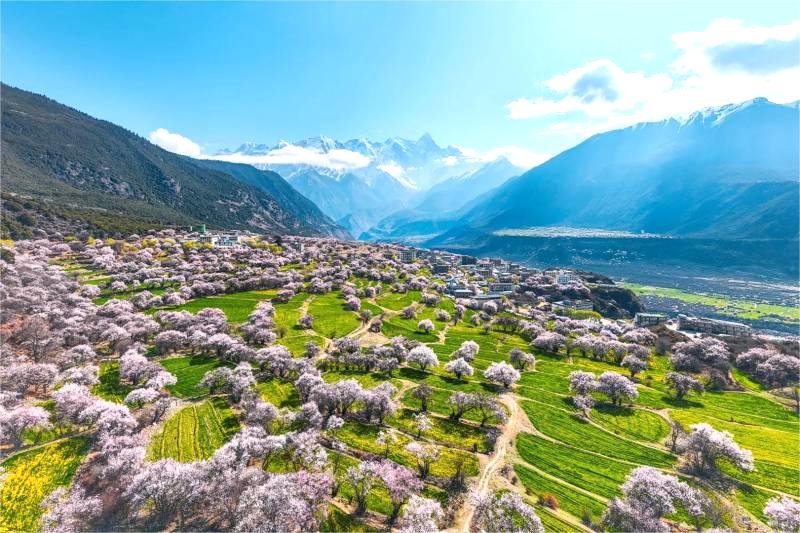 Nyingchi Peach Blossom Festival : Travel Guide & Top Viewing Spots
